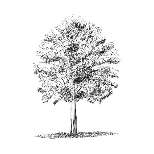 tessera speed research